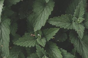 Sięgnij po etykiety do roślin.