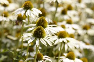 Jeżówka purpurowa White swan